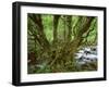 Old Beech Tree (Fagus Sp) with Rhododendron Growing on it's Trunk, Mtirala Np, Georgia, May 2008-Popp-Framed Photographic Print