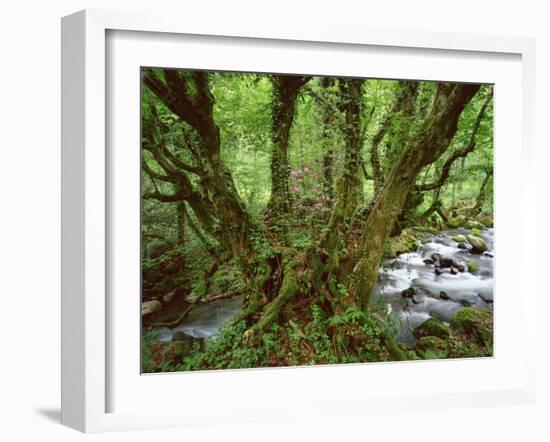 Old Beech Tree (Fagus Sp) with Rhododendron Growing on it's Trunk, Mtirala Np, Georgia, May 2008-Popp-Framed Photographic Print