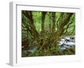 Old Beech Tree (Fagus Sp) with Rhododendron Growing on it's Trunk, Mtirala Np, Georgia, May 2008-Popp-Framed Photographic Print