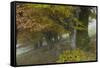 Old Beech Trees (Fagus Sp) in Autumn, Piatra Craiului, Transylvania, Carpathian Mountains, Romania-Dörr-Framed Stretched Canvas