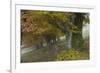 Old Beech Trees (Fagus Sp) in Autumn, Piatra Craiului, Transylvania, Carpathian Mountains, Romania-Dörr-Framed Photographic Print