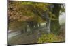 Old Beech Trees (Fagus Sp) in Autumn, Piatra Craiului, Transylvania, Carpathian Mountains, Romania-Dörr-Mounted Photographic Print