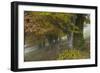 Old Beech Trees (Fagus Sp) in Autumn, Piatra Craiului, Transylvania, Carpathian Mountains, Romania-Dörr-Framed Photographic Print