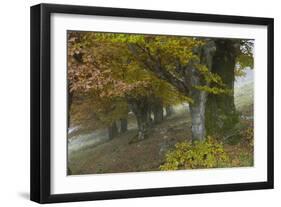 Old Beech Trees (Fagus Sp) in Autumn, Piatra Craiului, Transylvania, Carpathian Mountains, Romania-Dörr-Framed Photographic Print