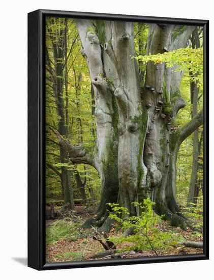 Old beech, Urwald Sababurg, Reinhardswald, Hessia, Germany-Michael Jaeschke-Framed Photographic Print