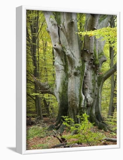 Old beech, Urwald Sababurg, Reinhardswald, Hessia, Germany-Michael Jaeschke-Framed Photographic Print