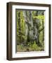 Old beech, Urwald Sababurg, Reinhardswald, Hessia, Germany-Michael Jaeschke-Framed Photographic Print