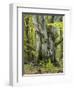 Old beech, Urwald Sababurg, Reinhardswald, Hessia, Germany-Michael Jaeschke-Framed Photographic Print