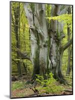 Old beech, Urwald Sababurg, Reinhardswald, Hessia, Germany-Michael Jaeschke-Mounted Photographic Print