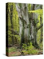 Old beech, Urwald Sababurg, Reinhardswald, Hessia, Germany-Michael Jaeschke-Stretched Canvas