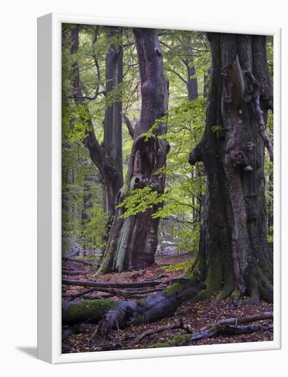 Old beeches in the Urwald Sababurg, Reinhardswald, Hessia, Germany-Michael Jaeschke-Framed Photographic Print