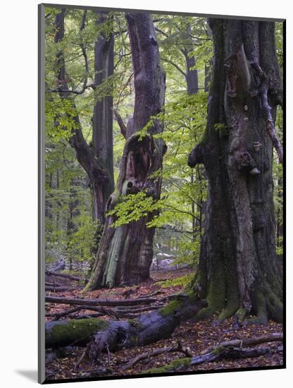 Old beeches in the Urwald Sababurg, Reinhardswald, Hessia, Germany-Michael Jaeschke-Mounted Photographic Print