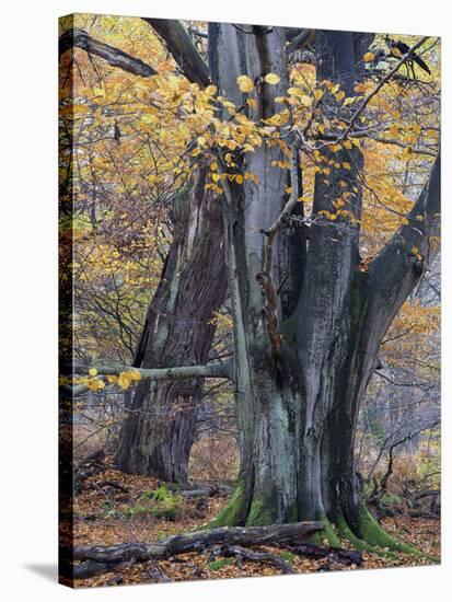 Old beeches in the Urwald Sababurg, Reinhardswald, Hessia, Germany-Michael Jaeschke-Stretched Canvas