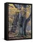 Old beeches in the Urwald Sababurg, Reinhardswald, Hessia, Germany-Michael Jaeschke-Framed Stretched Canvas