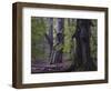 Old beeches, Urwald Sababurg, Reinhardswald, Hessen-Michael Jaeschke-Framed Photographic Print