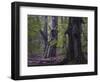 Old beeches, Urwald Sababurg, Reinhardswald, Hessen-Michael Jaeschke-Framed Photographic Print