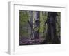 Old beeches, Urwald Sababurg, Reinhardswald, Hessen-Michael Jaeschke-Framed Photographic Print