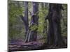 Old beeches, Urwald Sababurg, Reinhardswald, Hessen-Michael Jaeschke-Mounted Photographic Print