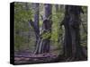 Old beeches, Urwald Sababurg, Reinhardswald, Hessen-Michael Jaeschke-Stretched Canvas