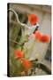 Old Bicycle and Flowers-Guido Cozzi-Stretched Canvas