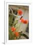 Old Bicycle and Flowers-Guido Cozzi-Framed Photographic Print