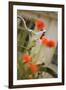 Old Bicycle and Flowers-Guido Cozzi-Framed Photographic Print