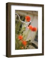 Old Bicycle and Flowers-Guido Cozzi-Framed Photographic Print