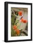 Old Bicycle and Flowers-Guido Cozzi-Framed Photographic Print