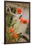 Old Bicycle and Flowers-Guido Cozzi-Framed Photographic Print