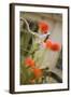 Old Bicycle and Flowers-Guido Cozzi-Framed Photographic Print