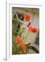 Old Bicycle and Flowers-Guido Cozzi-Framed Photographic Print