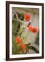 Old Bicycle and Flowers-Guido Cozzi-Framed Photographic Print