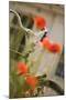 Old Bicycle and Flowers-Guido Cozzi-Mounted Photographic Print