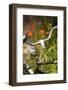 Old Bicycle and Flowers-Guido Cozzi-Framed Photographic Print