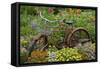 Old Bicycle with Flower Basket in Garden with Zinnias, Marion County, Illinois-Richard and Susan Day-Framed Stretched Canvas