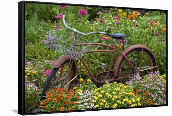 Old Bicycle with Flower Basket in Garden with Zinnias, Marion County, Illinois-Richard and Susan Day-Framed Stretched Canvas