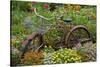 Old Bicycle with Flower Basket in Garden with Zinnias, Marion County, Illinois-Richard and Susan Day-Stretched Canvas