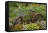 Old Bicycle with Flower Basket in Garden with Zinnias, Marion County, Illinois-Richard and Susan Day-Framed Stretched Canvas