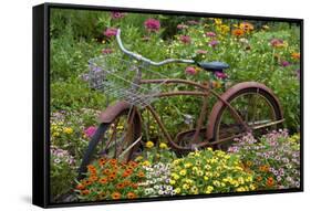 Old Bicycle with Flower Basket in Garden with Zinnias, Marion County, Illinois-Richard and Susan Day-Framed Stretched Canvas