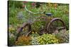 Old Bicycle with Flower Basket in Garden with Zinnias, Marion County, Illinois-Richard and Susan Day-Stretched Canvas