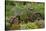 Old Bicycle with Flower Basket in Garden with Zinnias, Marion County, Illinois-Richard and Susan Day-Stretched Canvas