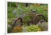 Old Bicycle with Flower Basket in Garden with Zinnias, Marion County, Illinois-Richard and Susan Day-Framed Premium Photographic Print