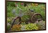 Old Bicycle with Flower Basket in Garden with Zinnias, Marion County, Illinois-Richard and Susan Day-Framed Premium Photographic Print