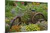 Old Bicycle with Flower Basket in Garden with Zinnias, Marion County, Illinois-Richard and Susan Day-Mounted Premium Photographic Print