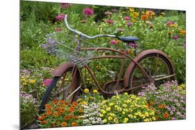 Old Bicycle with Flower Basket in Garden with Zinnias, Marion County, Illinois-Richard and Susan Day-Mounted Premium Photographic Print