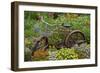 Old Bicycle with Flower Basket in Garden with Zinnias, Marion County, Illinois-Richard and Susan Day-Framed Photographic Print