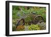 Old Bicycle with Flower Basket in Garden with Zinnias, Marion County, Illinois-Richard and Susan Day-Framed Photographic Print