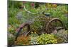 Old Bicycle with Flower Basket in Garden with Zinnias, Marion County, Illinois-Richard and Susan Day-Mounted Photographic Print