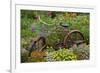 Old Bicycle with Flower Basket in Garden with Zinnias, Marion County, Illinois-Richard and Susan Day-Framed Photographic Print