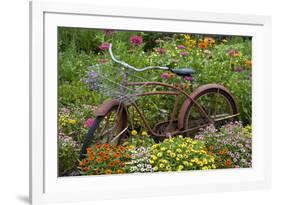 Old Bicycle with Flower Basket in Garden with Zinnias, Marion County, Illinois-Richard and Susan Day-Framed Photographic Print